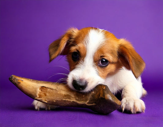Mess-free treats: Why low-odour chews are a game changer for dog owners