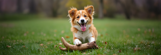 Why Your Dog Deserves Treats as Cool as They Are