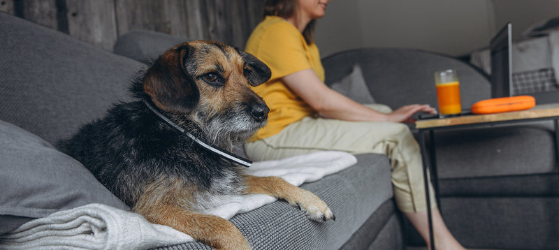 A terrier resting on a grey sofa in the foreground while its owner works on a laptop nearby