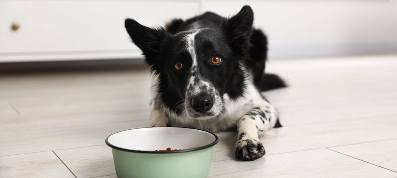 A border collie lying on a wooden floor behind a full food bowl, looking up at the camera unimpressed
