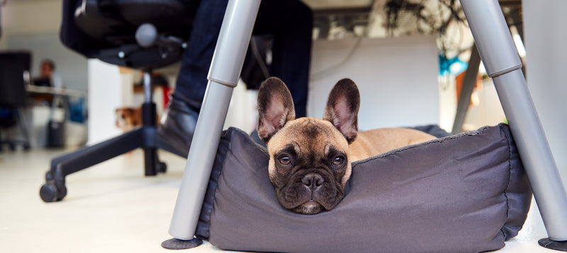 A French bulldog settled in its own bed under an office desk while its owner works