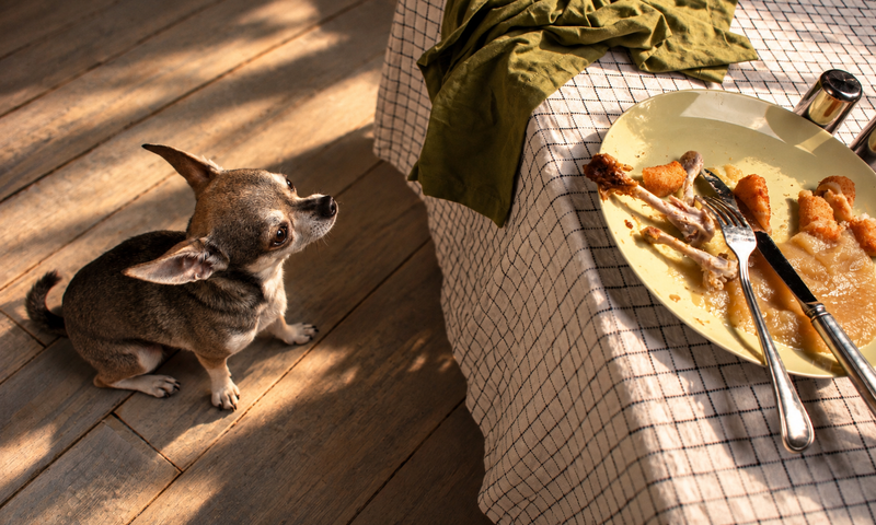 A chihuahua on a wooden floor looking up at a plate of leftover chicken bones on a dining table