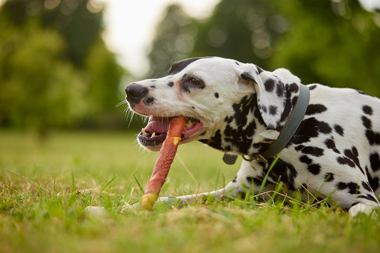 Supporting your dog's health one bite at a time