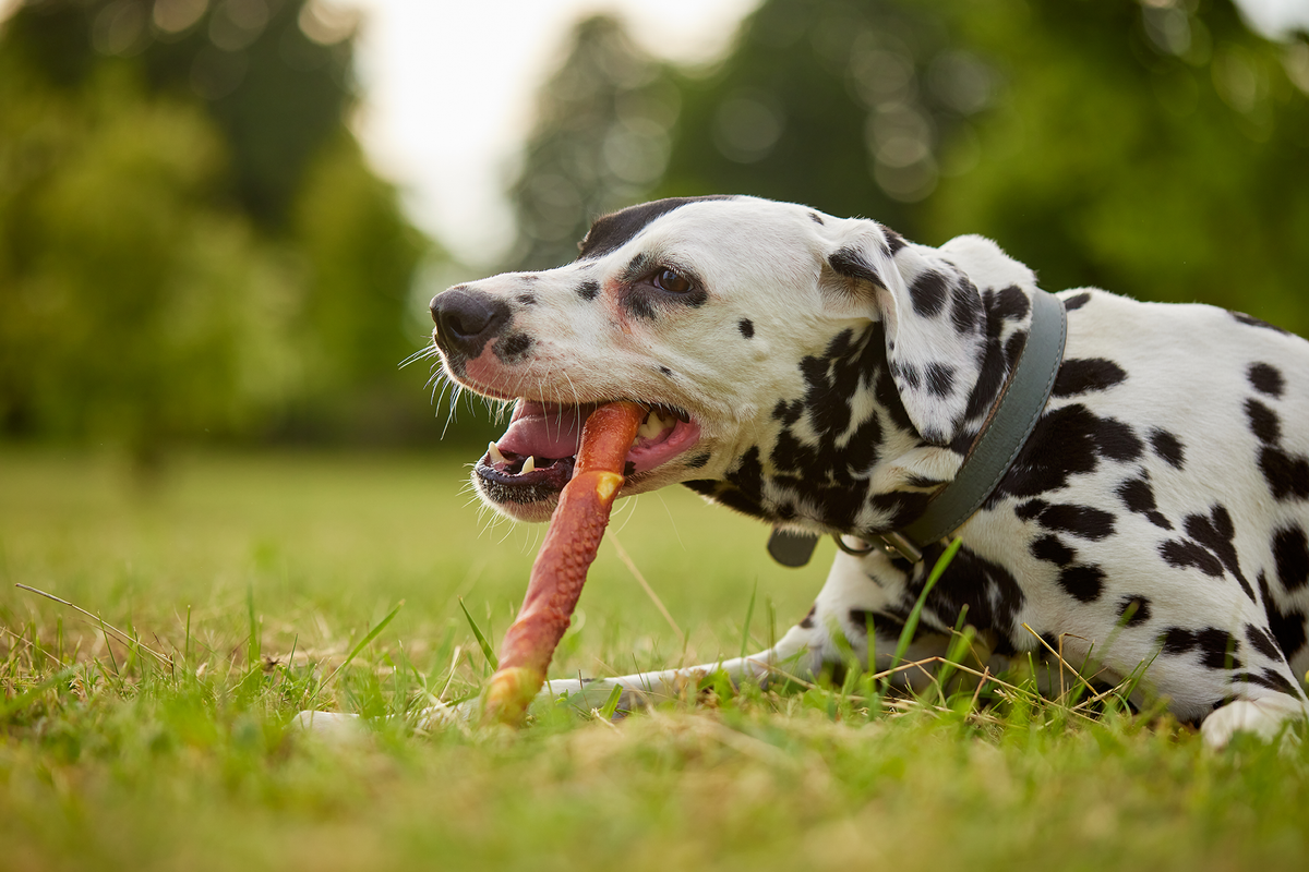 A dalmatian in a field with a natural dog chew