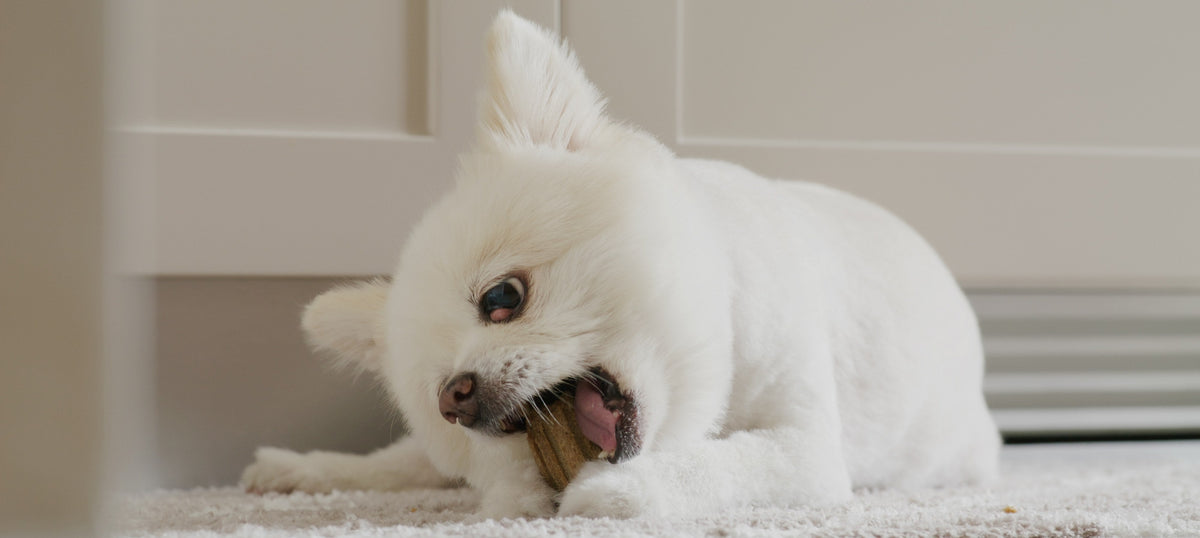 A small white Pomeranian lying on a pale rug, chewing a natural dental chew with its back teeth