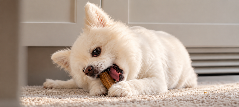 A small white Pomeranian lying on a pale rug, chewing a natural dental chew with its back teeth