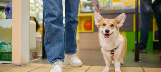 A corgi on a lead walking into a shop beside its owner, looking up at the camera