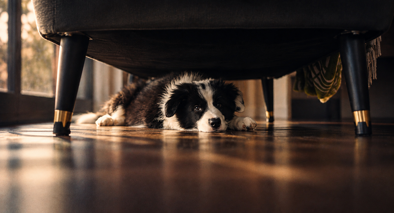 A frightened dog hiding underneath a chair at home