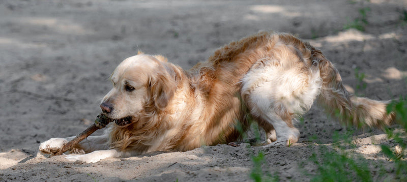 A golden retriever lying outdoors on sandy ground, working at a long chew held under its paw