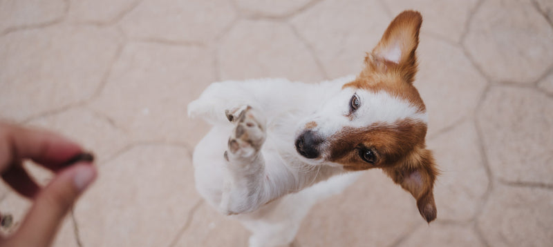 A Jack Russell terrier up on its hind legs reaching for a small treat held in a person's hand
