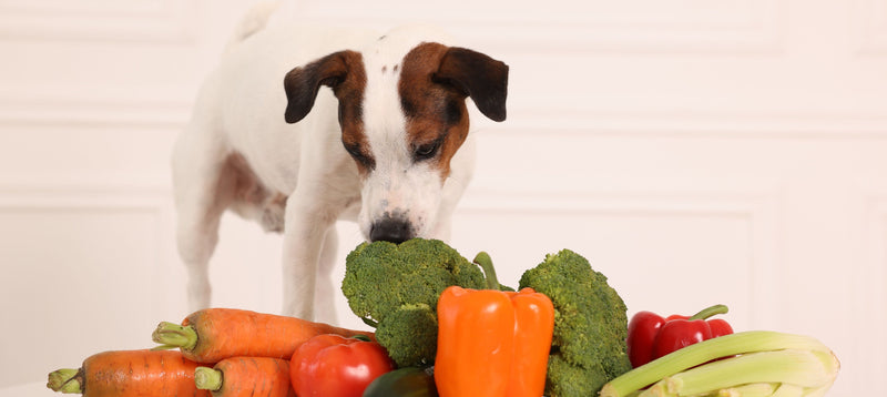 A Jack Russell terrier sniffing a pile of fresh vegetables including carrots, broccoli and peppers on a white table