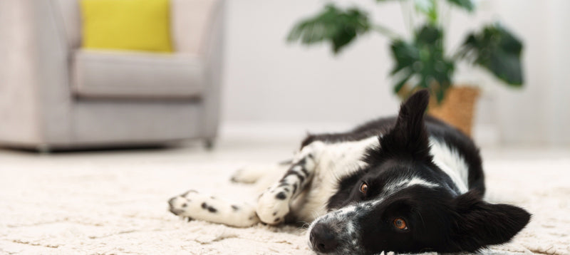 A border collie dozing on a cream rug in a bright, tidy living room with an armchair and houseplant behind
