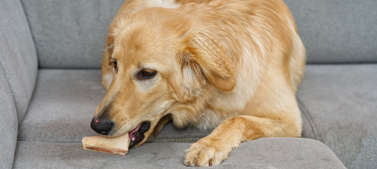 A golden retriever lying on a grey fabric sofa, gnawing a pale dog chew on the cushion