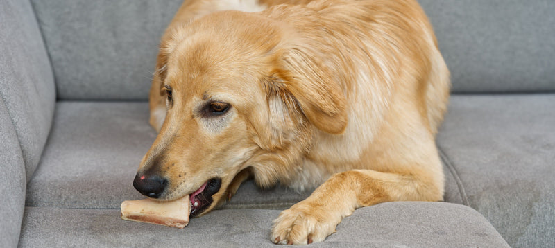 A golden retriever lying on a grey fabric sofa, gnawing a pale dog chew on the cushion