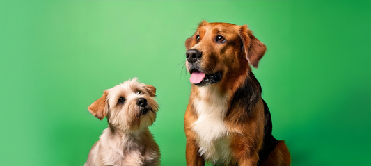 Spotlight on small breeds vs. large breeds: finding the perfect chew