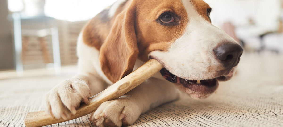 A beagle lying on a rug indoors, chewing a dried natural beef chew held between its paws