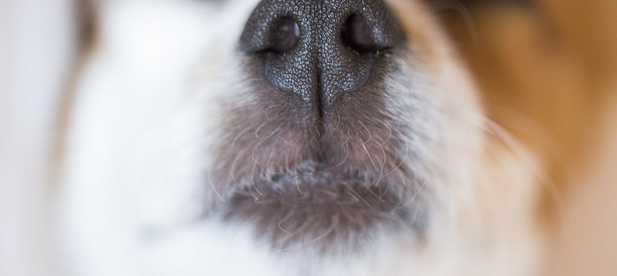 An extreme close up of a dog's damp black nose and whiskers