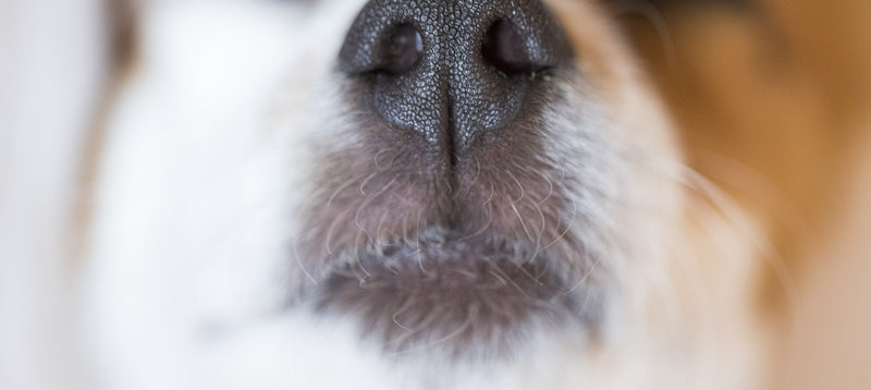 An extreme close up of a dog's damp black nose and whiskers