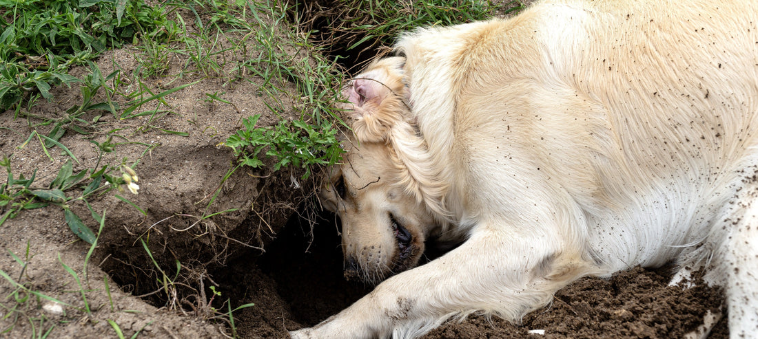 A golden retriever digging a hole in garden soil with its nose and paws