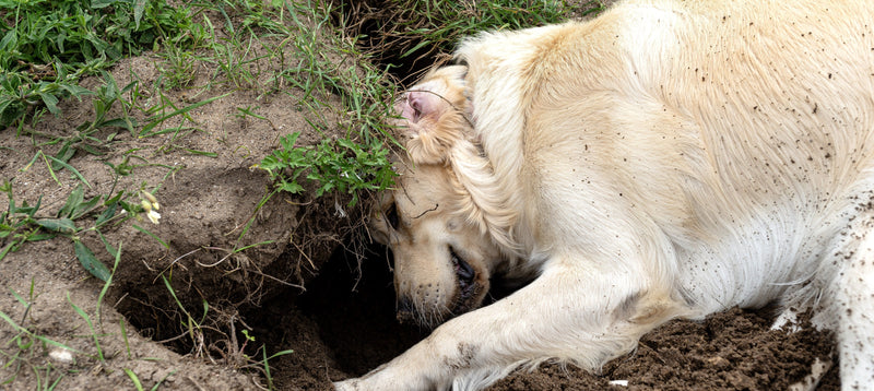 A golden retriever digging a hole in garden soil with its nose and paws