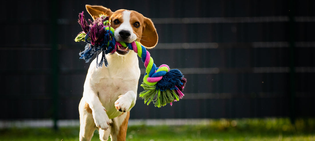 A beagle running across grass towards the camera carrying a colourful rope toy in its mouth