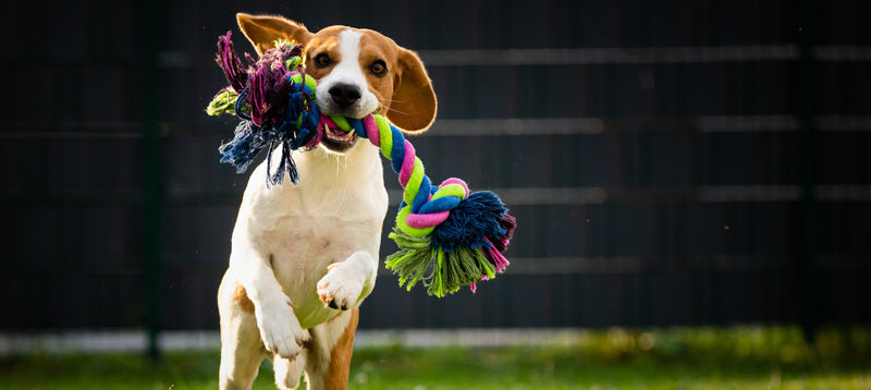 A beagle running across grass towards the camera carrying a colourful rope toy in its mouth