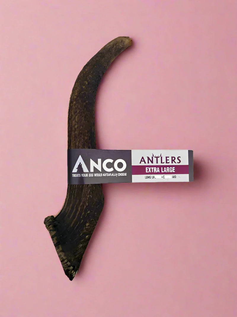 An extra large deer antler, tan and grooved, with a paper sleeve around it
