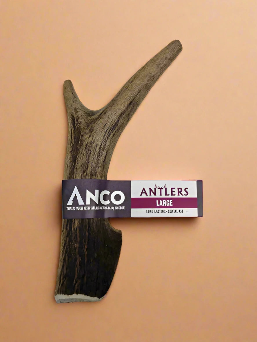 A large split deer antler, tan and grooved, with a paper sleeve around it