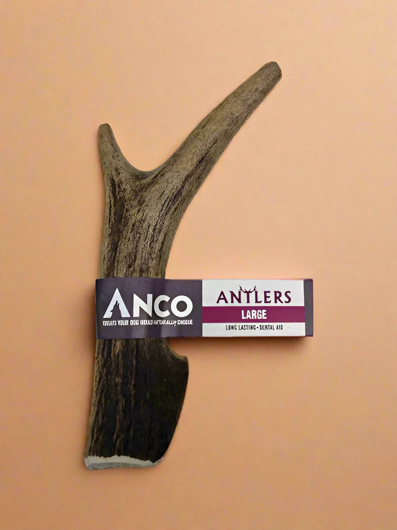 A large split deer antler, tan and grooved, with a paper sleeve around it
