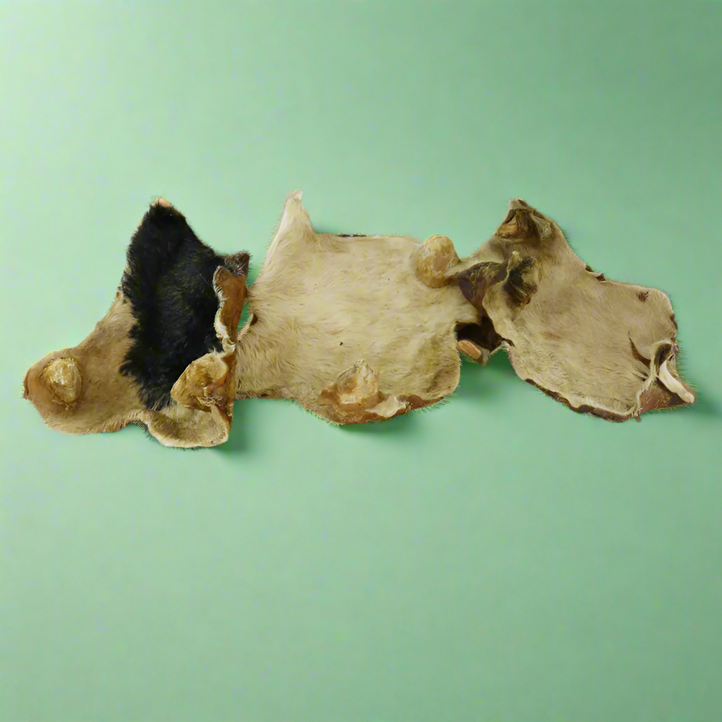 A large sheet of dried beef skin with the hair still on, laid flat
