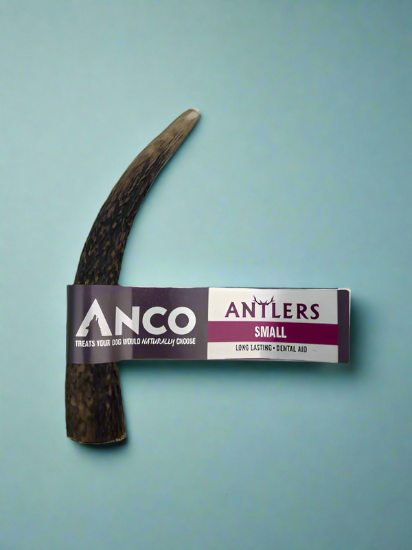 A small deer antler, tan and grooved, with a paper sleeve around the middle