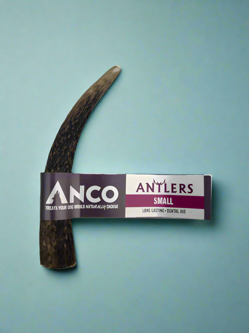 A small deer antler, tan and grooved, with a paper sleeve around the middle