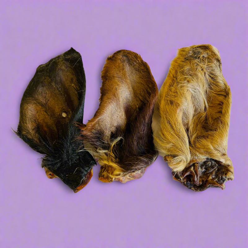 Large dried cow ears with the hair still on, laid flat