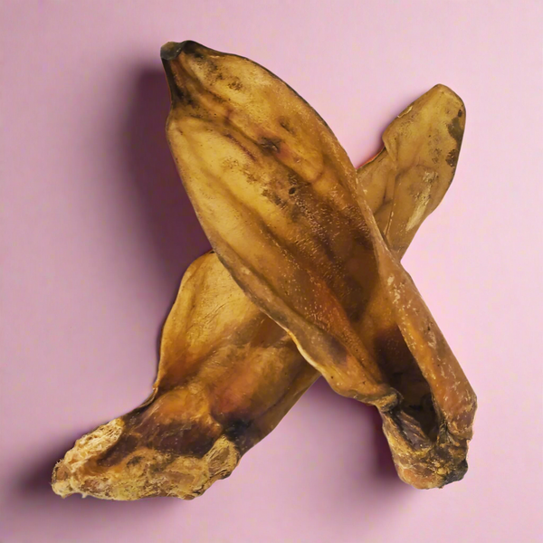 Extra large dried cow ears, laid flat