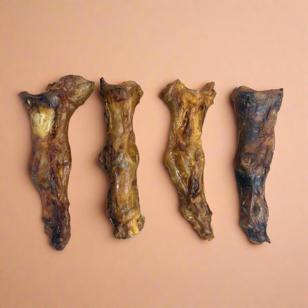 A large dried ostrich foot, laid flat
