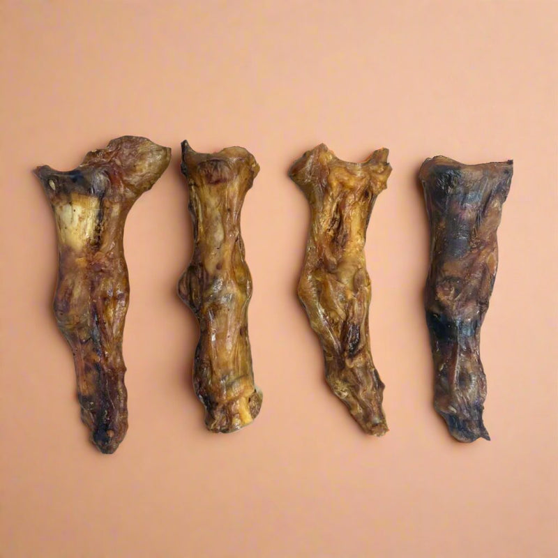 A large dried ostrich foot, laid flat