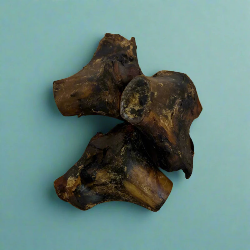 A large knobbled ostrich knuckle bone, laid flat