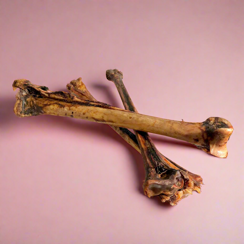 A long ostrich bone, laid flat