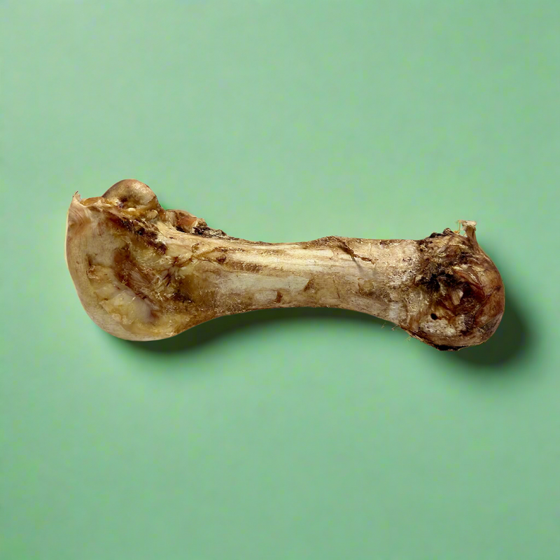 A jumbo ostrich bone, pale and heavy, laid flat