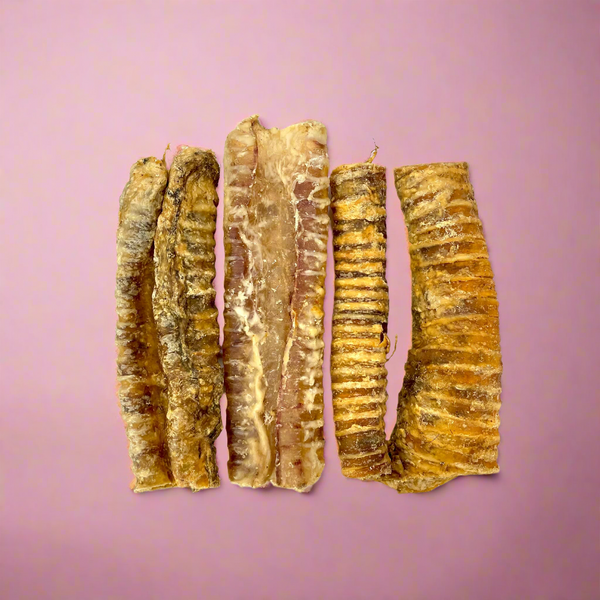 Cut rings of dried beef trachea showing the ridged tube, laid flat