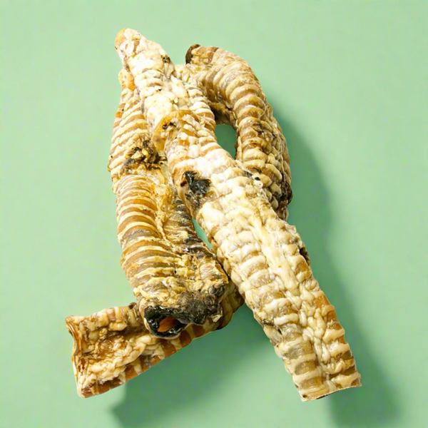 A long whole piece of dried beef trachea, laid flat