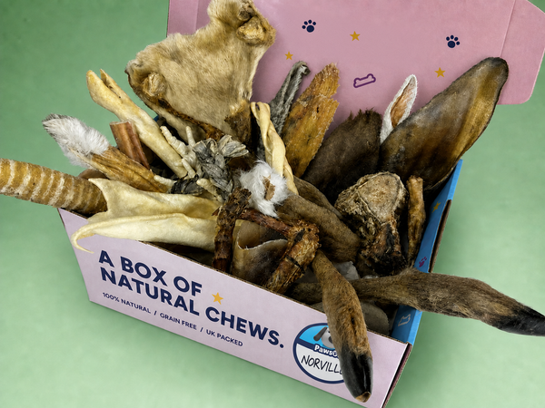 A PawsOn cardboard treat box packed with large tough chews