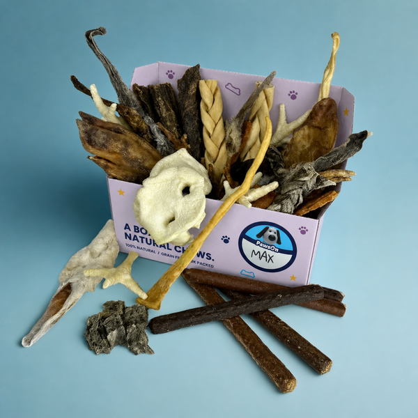 A PawsOn cardboard treat box packed with small dog chews