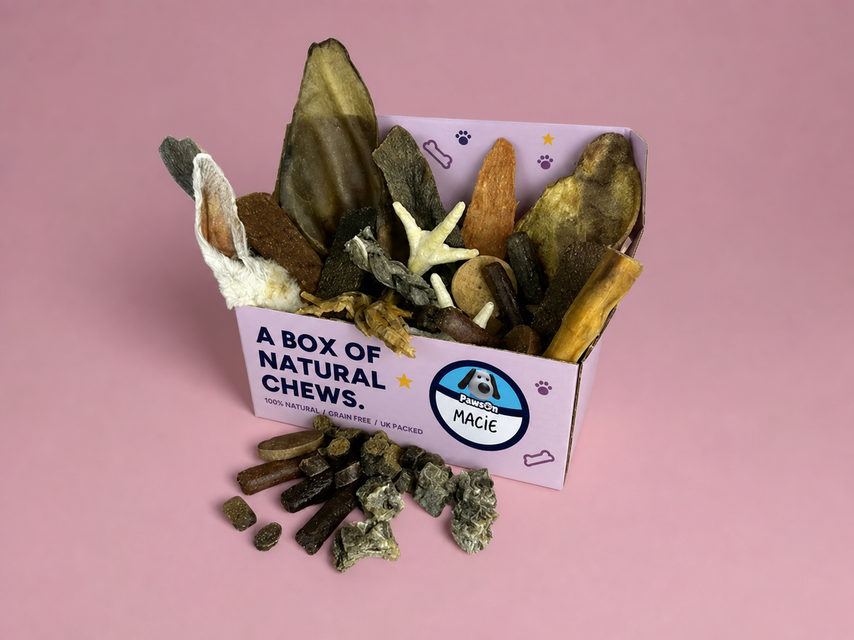A PawsOn cardboard treat box packed with small chews for little dogs